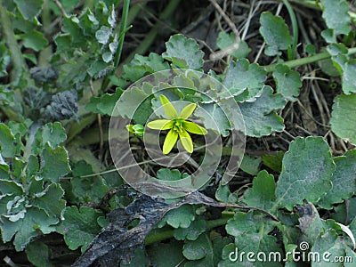 Gagea floret Stock Photo