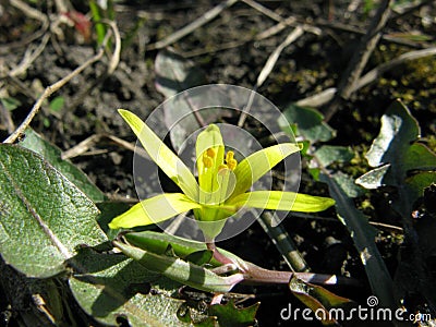 Gagea floret Stock Photo