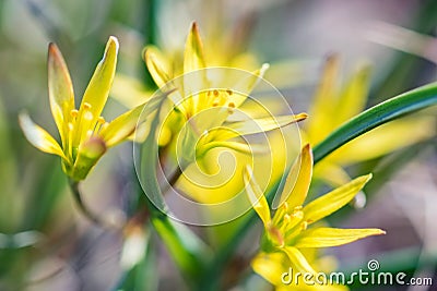 Close up young yellow Gagea flowers in flowerbed Stock Photo