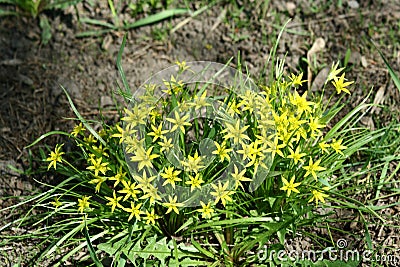 Gagea flowers Stock Photo