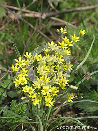 Gagea flowers Stock Photo