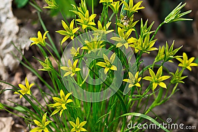 Gagea flowers Stock Photo