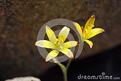 Gagea rigida flower close up Stock Photo