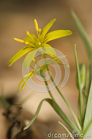 Gagea lutea Stock Photo