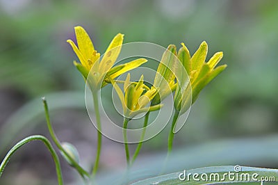 Gagea lutea blooms in the wild in the woods Stock Photo
