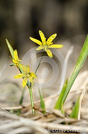 Gagea Lutea Stock Photo