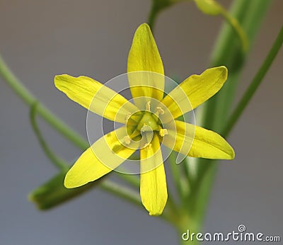 Gagea lutea Stock Photo