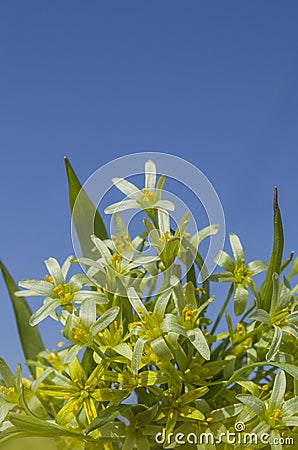 Gagea lutea flowers Stock Photo