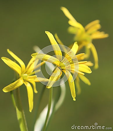 Gagea lutea Stock Photo