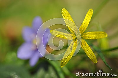 Gagea lutea and Hepatica nobilis Stock Photo