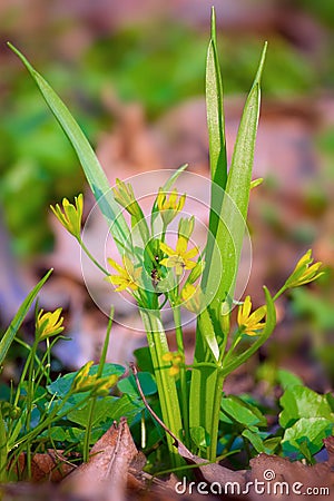 Gagea lutea Stock Photo