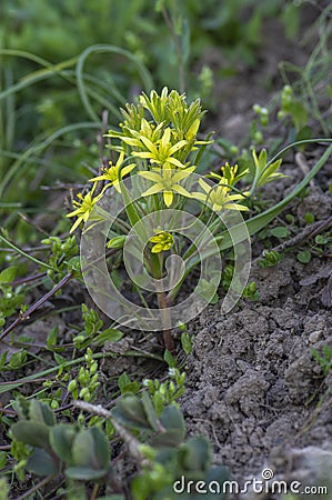 Gagea lutea wild springtime flowering plant, group of yellow star-of-Bethlehem petal flowers in bloom and green leaves Stock Photo