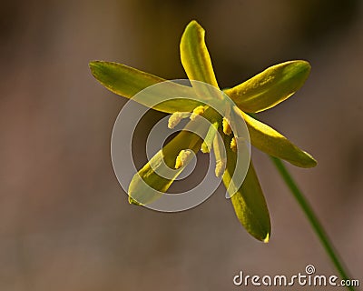 Gagea lutea - yellow, small forest spring flowers Stock Photo