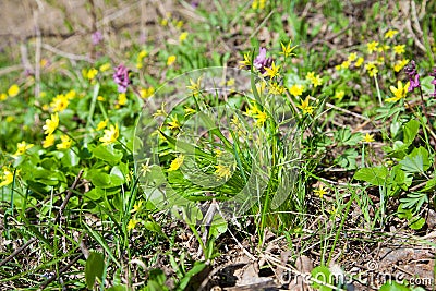 Gagea lutea, the Yellow Star-of-Bethlehem blooming in the spring Stock Photo