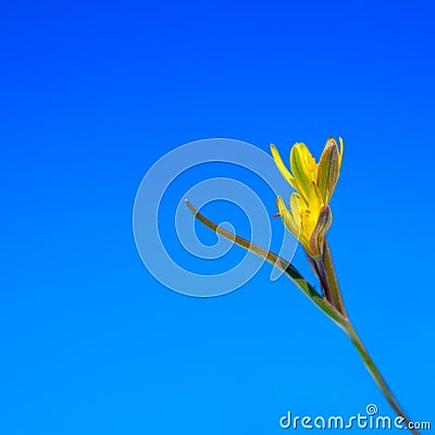 Gagea lutea (Yellow Star of Bethlehem) Stock Photo