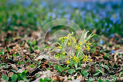 Gagea lutea or yellow Star-of-Bethlehem flowers Stock Photo