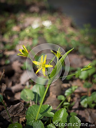 Gagea lutea, the Yellow Star-of-Bethlehem Stock Photo