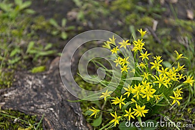 Gagea lutea or the Yellow Star-of-Bethlehem in the spring park Stock Photo