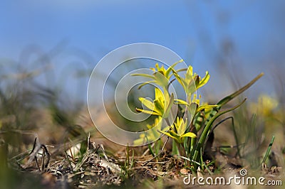 Gagea pratensis spring wild flower Stock Photo