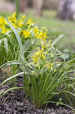 Gagea pratensis spring wild flower, Yellow Star of Bethlehem in bloom Stock Photo