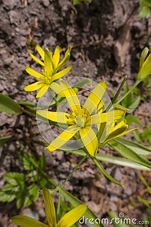 Gagea in spring closeup Stock Photo