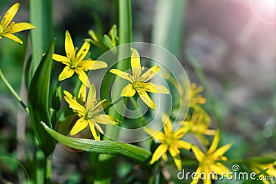 Gagea is spring flowers Stock Photo