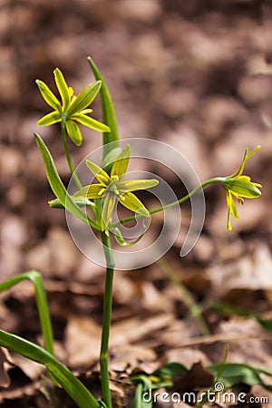 Gagea yellow flowers Stock Photo