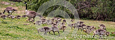 A Gaggle of Adult and Baby Geese Stock Photo