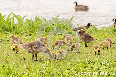 Gaggle of Canadian goose goslings Stock Photo