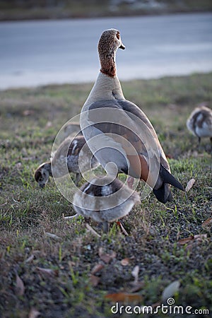 Gaggle of Egiptian geese alopochen aegyptiaca with geeselings on grass Stock Photo