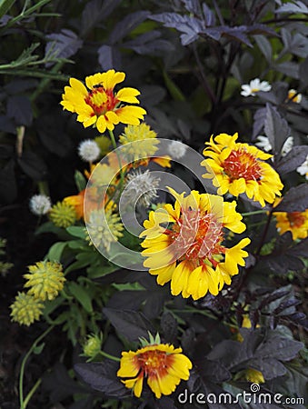 Gaillardia, blanket flower, with bright orange and yellow flowers Stock Photo