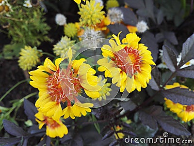 Gaillardia, blanket flower with bright yellow and orange flowers Stock Photo