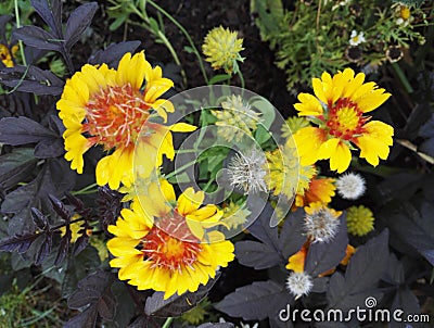 Gaillardia, blanket flower with its bright yellow and orange flowers Stock Photo