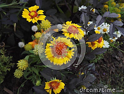 Gaillardia, blanket flower, perennial with bright orange and yellow flowers Stock Photo