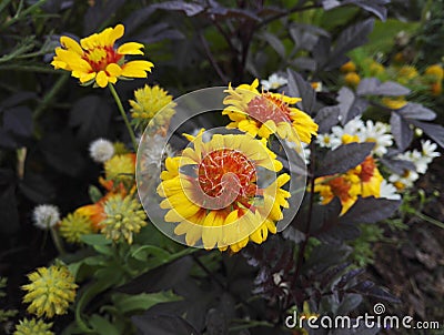 Gaillardia, blanket flower, perennial with its bright orange and yellow flowers Stock Photo