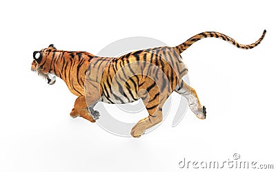 Gal Tiger Isolated on White Background with Clipping Path. Stock Photo