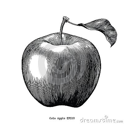 Gala apple fruit drawing vintage clip art isolated on white back Vector Illustration