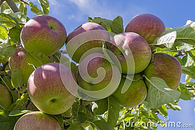 Gala Apples on the tree Okanagan Valley near Kelowna British Columbia Canada Stock Photo