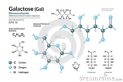 Galactose. Gal. Monosaccharide. Structural Chemical Formula and Molecule 3d Model. C6H12O6. Atoms with Color Coding. Vector Vector Illustration