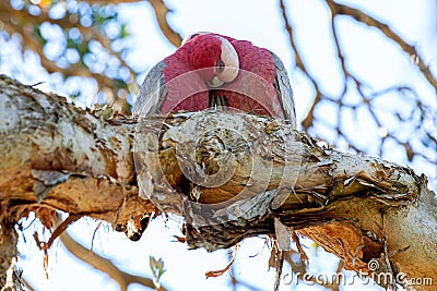 Galah enjoying tender loving care Stock Photo