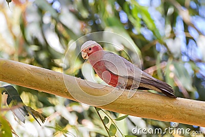 Male Galah pink gray bird, Rose-breasted Cockatoo Cockie perch Stock Photo