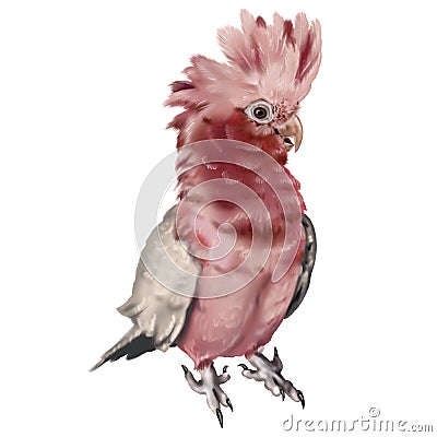 Galah. Pink parrot watercolor illustration. Realistic bird Cartoon Illustration