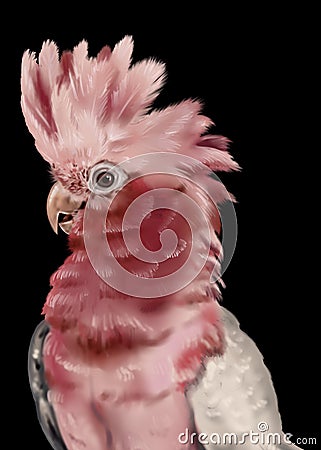 Galah. Pink parrot watercolor illustration. Realistic bird Cartoon Illustration