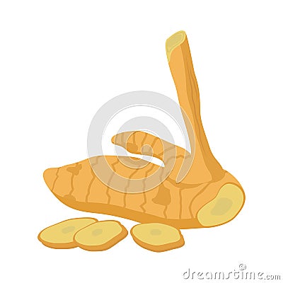 Galangal flat design, Galangal on white background. Vector Illustration