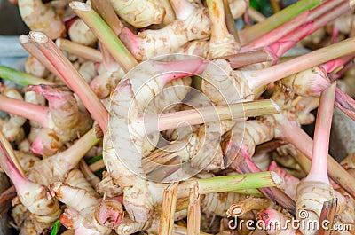 Galangal Stock Photo