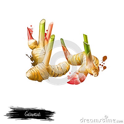 Galangal root isolated on white. Digital art Stock Photo