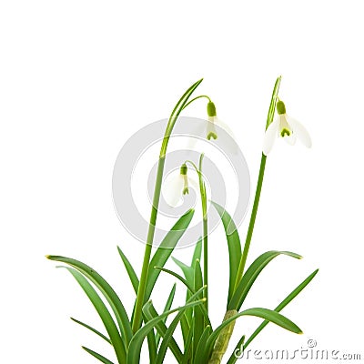 Galanthus nivalis Stock Photo