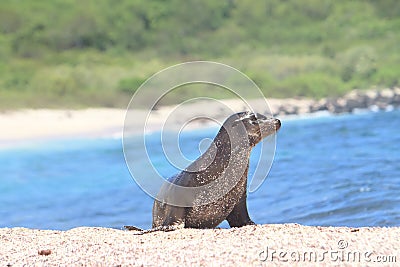 Galapagos baby sea lion close up in the wild Stock Photo