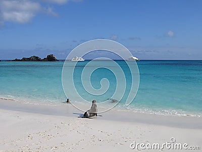 Galapagos beach with sea lions and boats Stock Photo