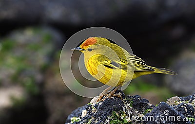 Galapagos birds 19 Stock Photo